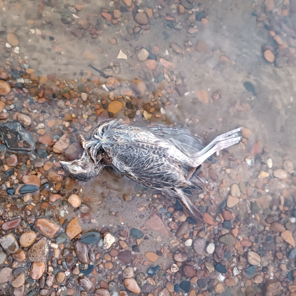 ring-necked-pheasant-from-on-july-7-2023-at-03-30-am-by