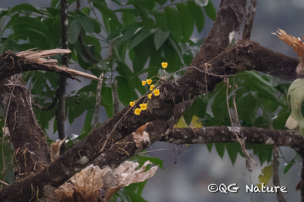 Dendrobium capillipes
