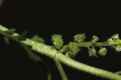 Lepidium coronopus