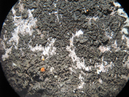 Phaeophyscia nigricans image
