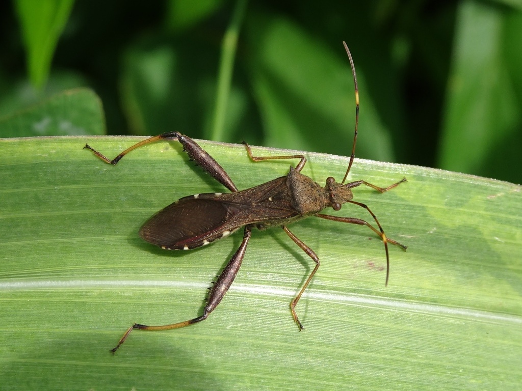 Riptortus pedestris from 愛甲, 厚木市, 神奈川県, JP on July 7, 2023 at 10:27 AM ...