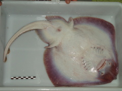 Leucoraja naevus