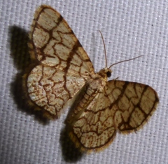 Heterostegane warreni