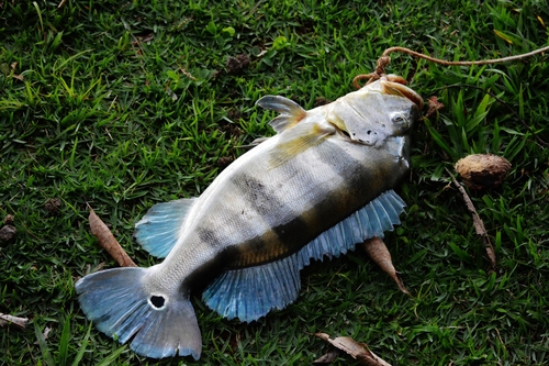 Cichla piquiti