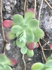 Sedum palmeri