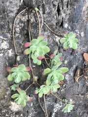 Sedum palmeri