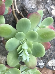 Sedum palmeri