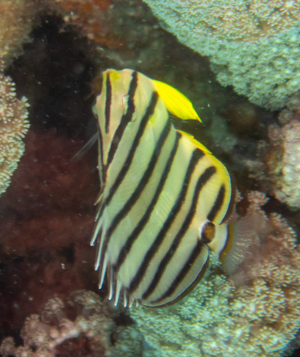 Eight Banded Butterflyfish