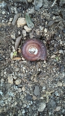 Glyptostoma gabrielense