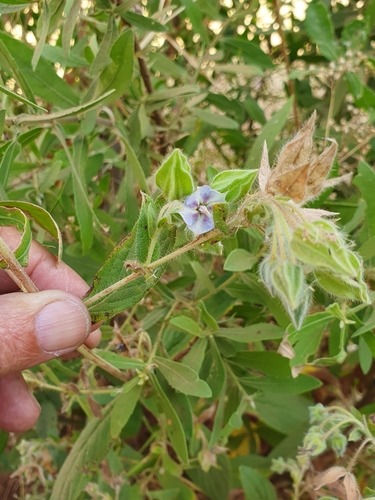 camel bush