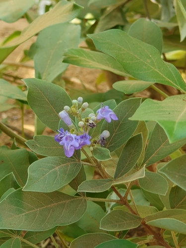 simpleleaf chastetree