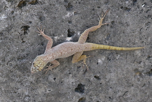 Anolis distichus