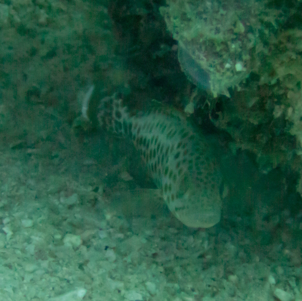 Areolate grouper