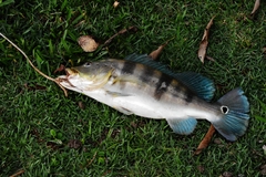 Cichla piquiti