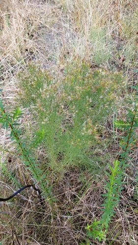 Foeniculum vulgare image