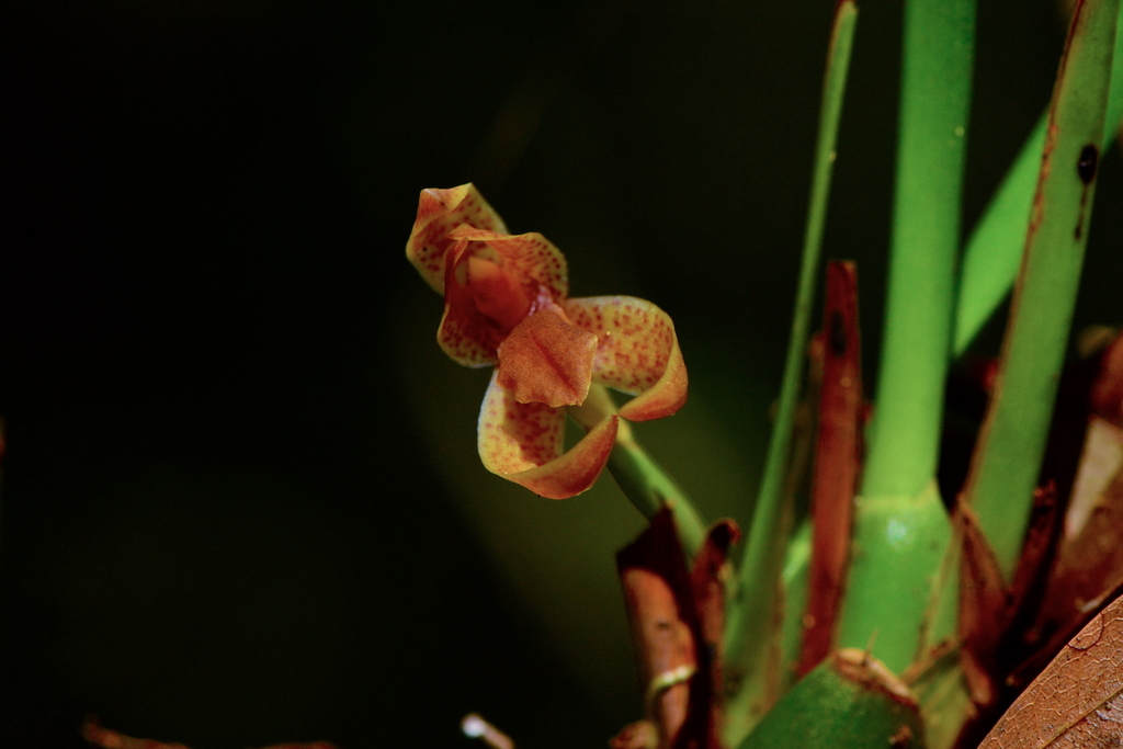 Maxillaria meleagris