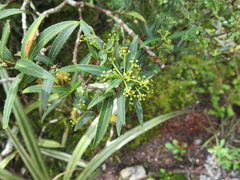 Pseudopanax linearis