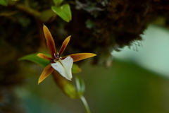 Bulbous Encyclia (Encyclia polybulbon)