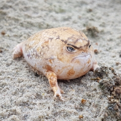 Desert Rain Frog photo 1