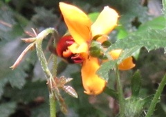 Bombus dahlbomii