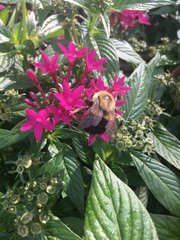 Bombus impatiens image