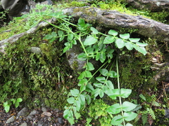 Gingidia montana