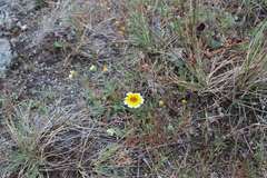 Layia platyglossa