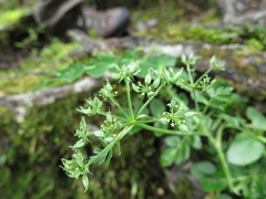 Gingidia montana
