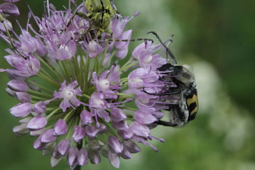 Allium hymenorhizum, photograph 3