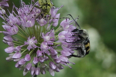 Allium hymenorhizum, photograph (c) Maxim Shashkov, some rights reserved (CC BY)