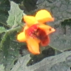 Bombus dahlbomii