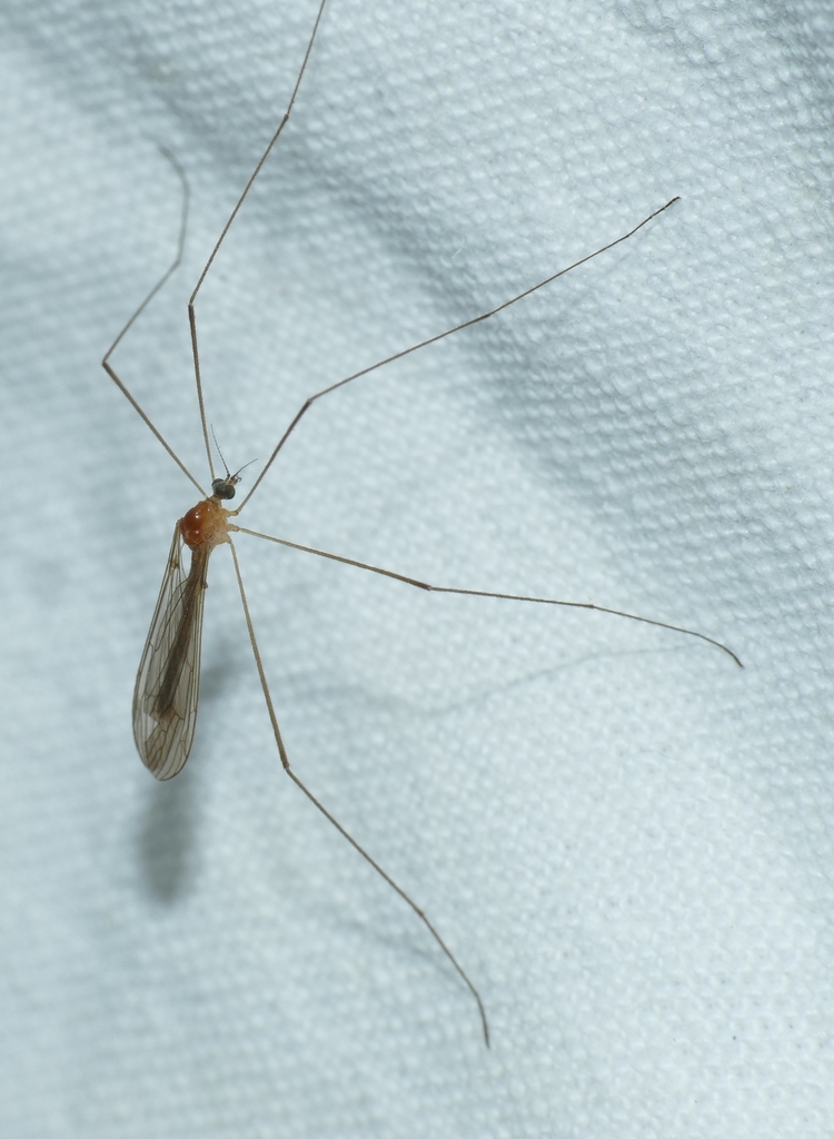 Pilaria fuscipennis