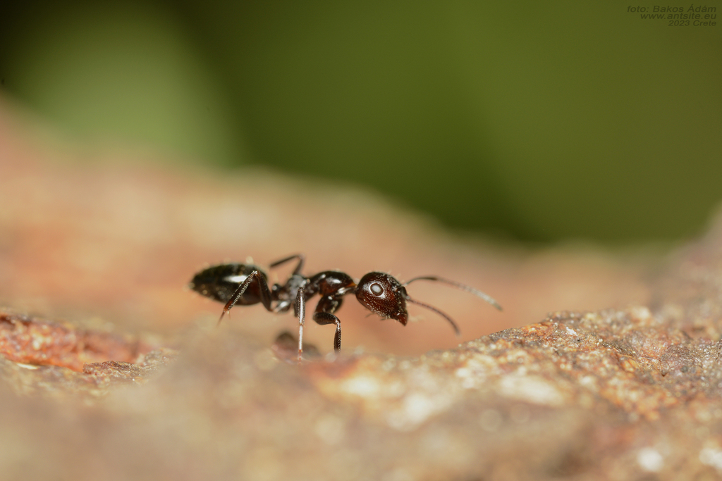 Camponotus lateralis from Iliakaki 12, Rethymno 741 32, Görögország on ...