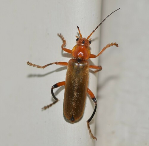 Livid Soldier Beetle photo 6