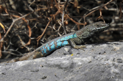 Atlantic Lizard