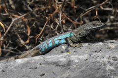 Atlantic Lizard