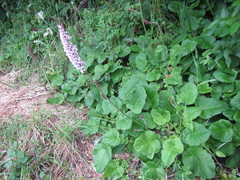 Francoa appendiculata