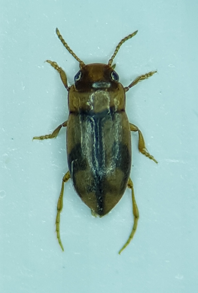 Bidessus