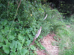 Francoa appendiculata