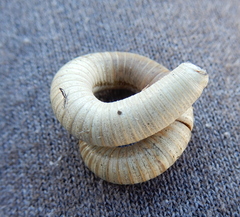 Orthoporus