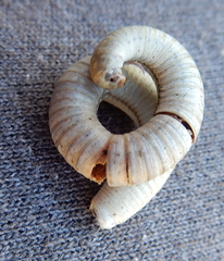 Orthoporus