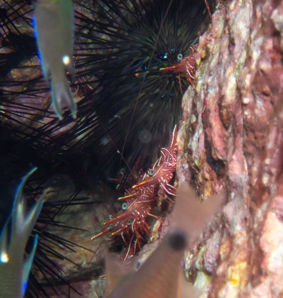 hingebeak shrimp