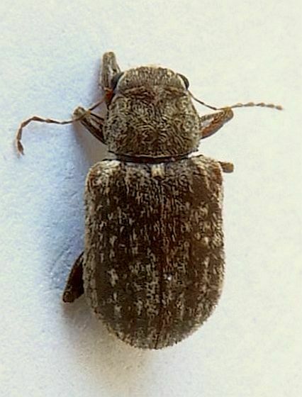 Large Juniper Xanthonian