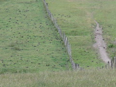 Patagioenas araucana