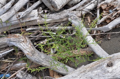 Cakile maritima maritima