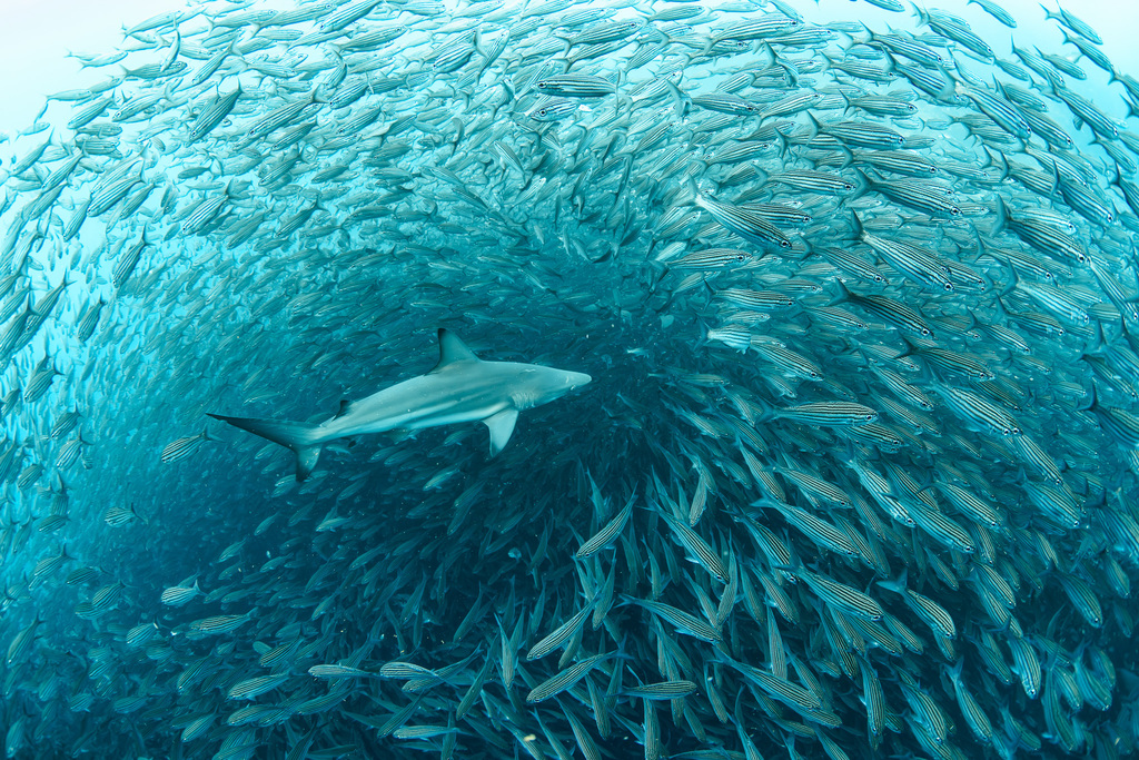 Blacktip shark (Carcharhinus limbatus) — Carcharhinidae