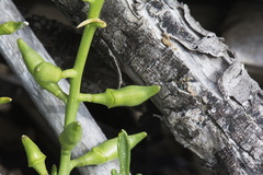 Cakile maritima maritima