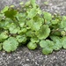 Sibthorp's Pennywort - Photo (c) Misha Zitser, some rights reserved (CC BY-NC), uploaded by Misha Zitser