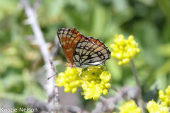 Chlosyne leanira alma