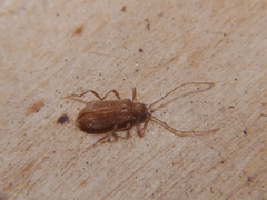 Ptinus